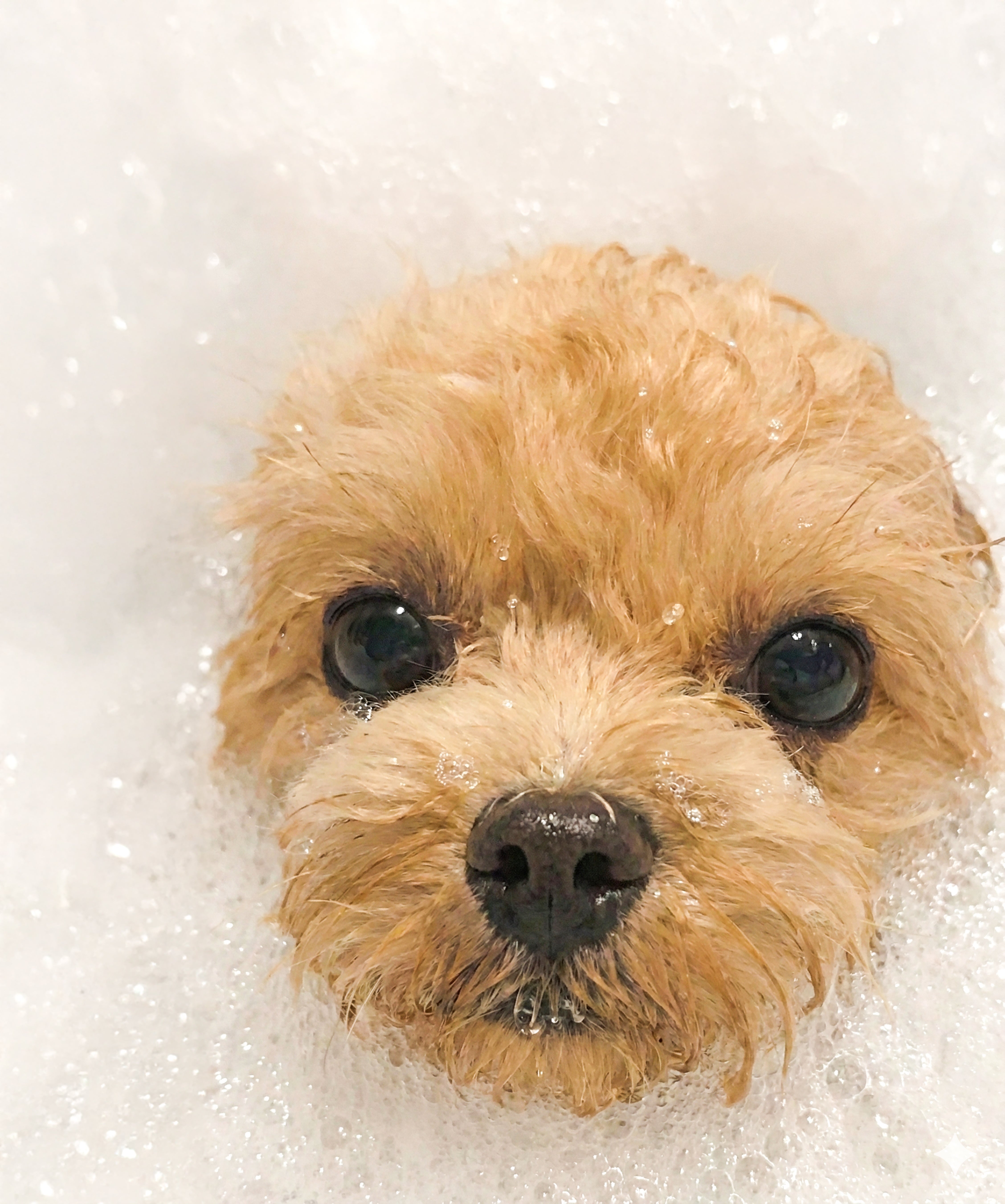 ¿Cuándo bañar a tu cachorro por primera vez? Guía segura para nuevos tutores