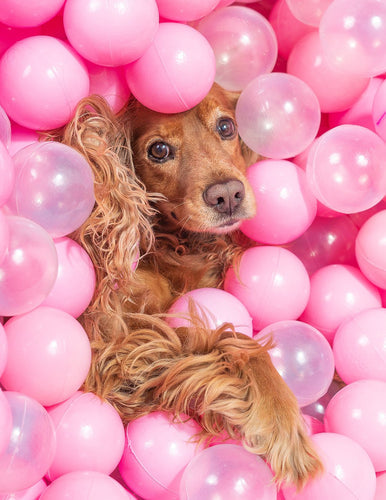 Como Cuidar Del Pelaje De Tu Perro